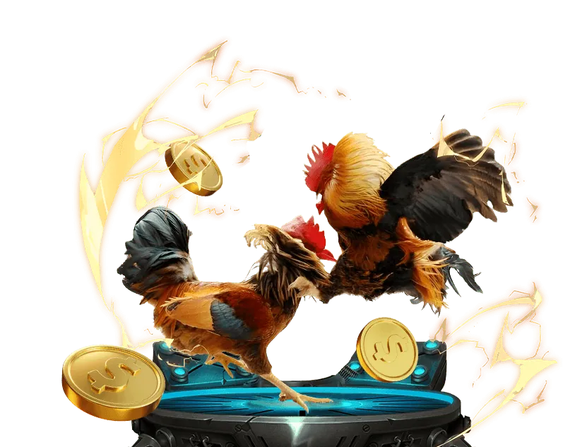 Trường gà truyền thống KUDV KUBET